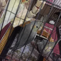 عروس هلندی|پرنده|اهواز, کوی بشارت|دیوار