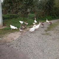 تخم قو غاز و آفریقای نطفه دار|حیوانات مزرعه|آستانه اشرفیه, |دیوار