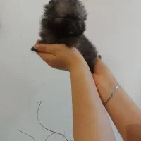 پامر خرسی|سگ|کرج, دهقان ویلا|دیوار