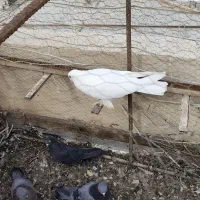 سینه سیاه کلاهی نر
