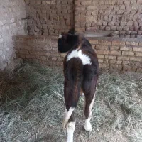 گوساله نرسالم وبخور|حیوانات مزرعه|کاشان, باغ فین|دیوار