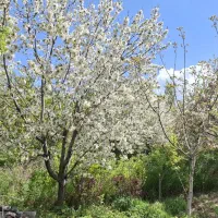 باغ-ویلا-باغ-عباس