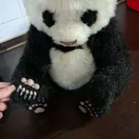 عروسک و خرس های کودک|اسباب‌بازی بچه|تبریز, |دیوار