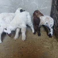 بره شیری خوشگل نازار