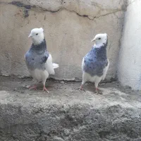 کفتر کبوتر طوقی نهاوند|پرنده|همدان, |دیوار