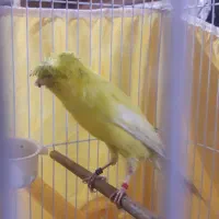 قناری رسمی بلند کاکلی نر|پرنده|ری, علایین|دیوار