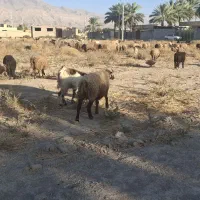 2راس میش چاق و آبستن|حیوانات مزرعه|فراشبند, |دیوار