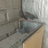 جفت شهری|پرنده|زرقان, |دیوار