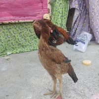 لاری|حیوانات مزرعه|چگنی, |دیوار