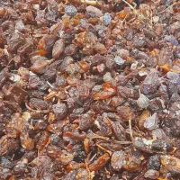 گله کشمش کاشمر ۱۸۰/۰۰۰ ارسال رایگان