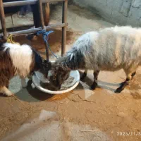 یک عدد گوسفند حامله وبز کوچک