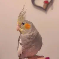 عروس هلندی آهویی کاملا دستی