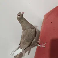 طوقی و پلنگ و زاغ