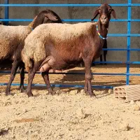 ۳عدد گوسفند کردستانی