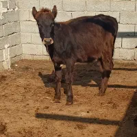 گوساله|حیوانات مزرعه|اسلام آباد, |دیوار