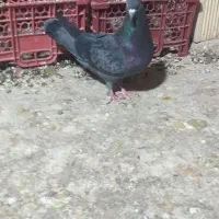 کبوتر شیخی سیاه آبادانی|پرنده|بندر ماهشهر, |دیوار