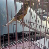 قناری نر مست