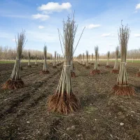 سرمایه‌گذاری مطمئن و پرسود با نهال صنوبر|گل و گیاه طبیعی|اسلام‌‌آباد غرب, |دیوار