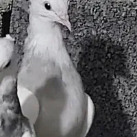 کبوتر طوقی ماده