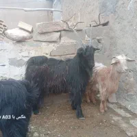 چپش نر
