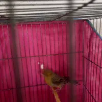 قناری نر|پرنده|قم, ولیعصر|دیوار