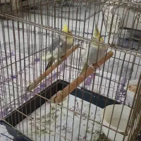 عروس هلندی نر و ماده