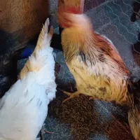 خروس رسمی|حیوانات مزرعه|نظرآباد, نظرآباد|دیوار