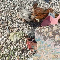 جوجه ۳ماهه قیمت۱۲۰تومان