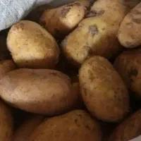 سیب زمینی
