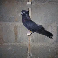 کبوتر صرب