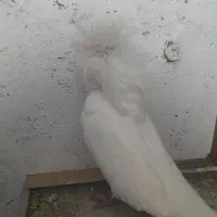 کبوتر شامپیون زینتی|پرنده|چمستان, |دیوار