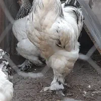 خروس و تخم مرغ برهما
