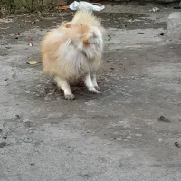 پاکوتاه حرف گوش کن