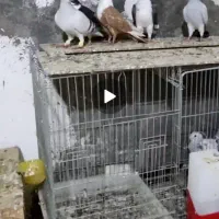 کله سفید شامی شیرازی کفتر