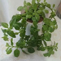 چند نوع گل زیبا