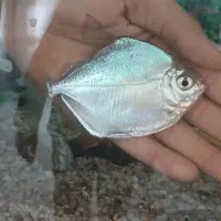 ماهی آکواریومی