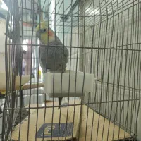 عروس هلندی نر