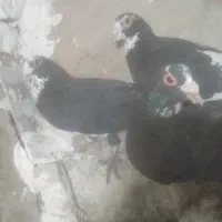 کبوتر|پرنده|زرند, |دیوار