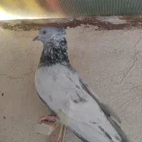کفتر نر هوایی|پرنده|شیراز, سیاه سنگ|دیوار