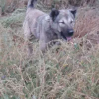 گمشده|حیوانات|خوی, |دیوار