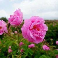 گل محمدی درصدی در سبزوار (حداقل 20 کیلو گل)