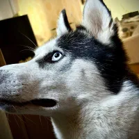 هاسکی گمشده