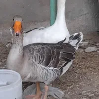 غاز