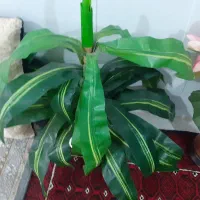 گل وگلدان فروش فوری|صنایع دستی و سایر لوازم تزئینی|تربت جام, معدآباد|دیوار