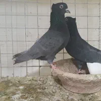 کبوتر دم سفید|پرنده|مشهد, شهرک امام هادی (شهرک غرب)|دیوار