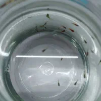 بچه ماهی گوپی یک ماهه ۱۹ عددی