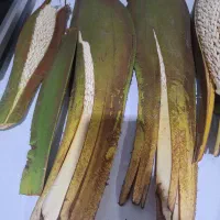 فروش گرده نخل نر