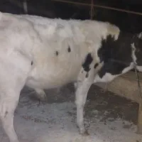 فروش ۲عدد جوانه