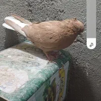 زرد دم سفید|پرنده|سبزوار, همت|دیوار