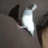سلام کفتر سینه الماسی جوجه